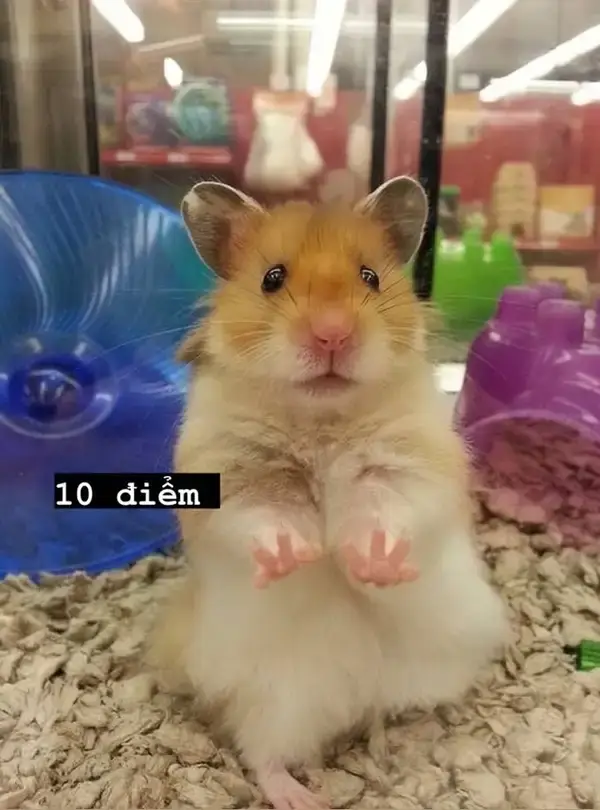 Ảnh vui Hamster cho 10 điểm, dành lời khen dí dỏm thân thiện nhất