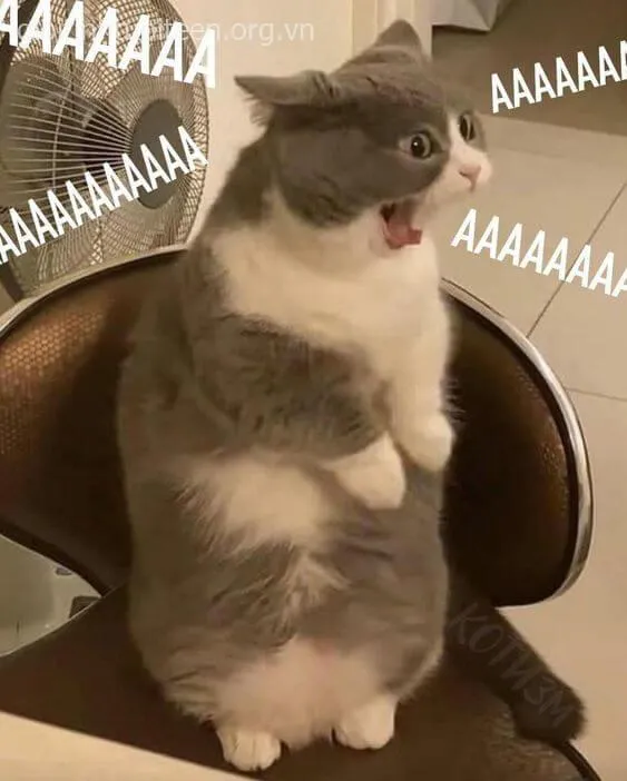 Hình ảnh mèo cáu bẳn, biểu cảm bực mình vô cùng buồn cười