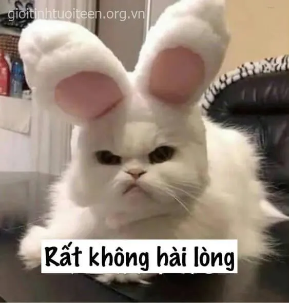 Meme mèo khó chịu, gương mặt tức tối cực kỳ bá đạo