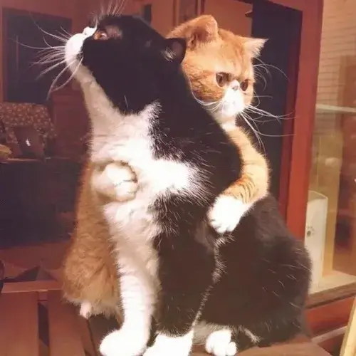 Ảnh meme mèo ôm nhau an ủi vỗ về đầy yêu thương