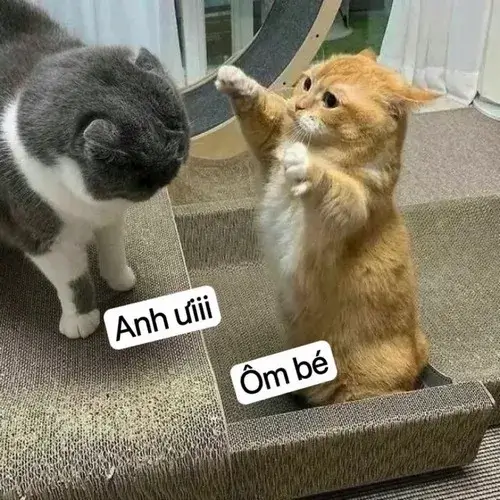 Meme hài nhẹ nhàng giúp bạn tin rằng rồi mọi thứ sẽ ổn