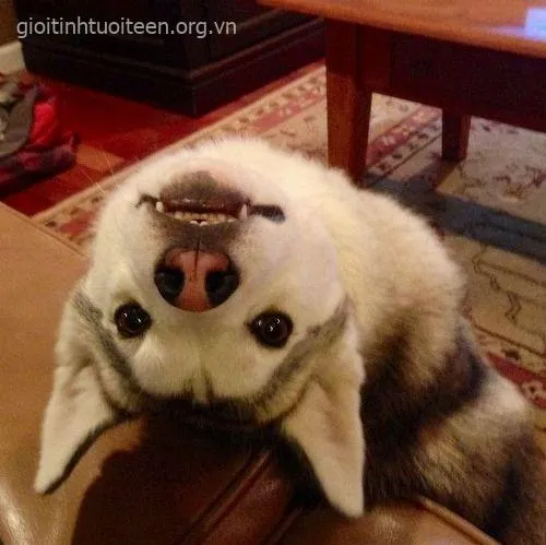 Hình ảnh Husky troll bá đạo, khiến ai cũng bật cười.