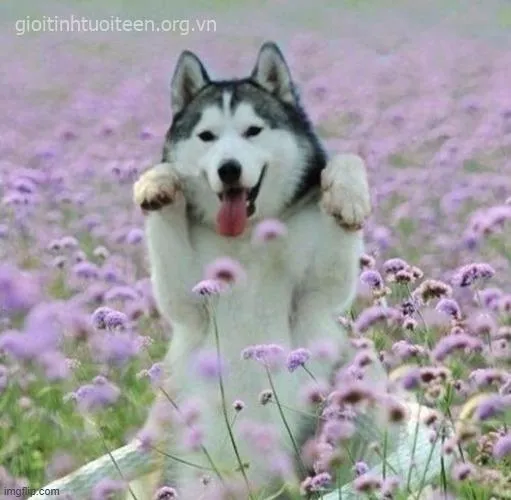 Avatar Husky vui vẻ, đem lại năng lượng tích cực.