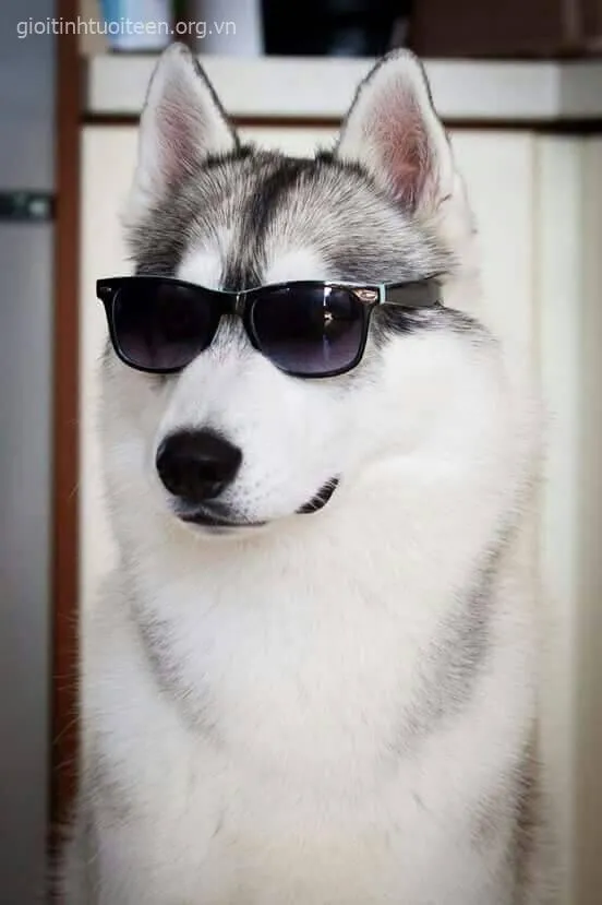 Meme Husky troll khó chịu, biểu cảm cực kỳ thú vị.