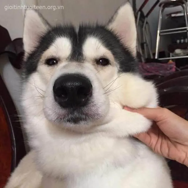 Hình ảnh Husky buồn rầu nhưng đáng yêu hết nấc.