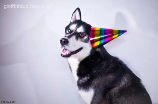 100 Meme chó Husky ngáo lầy lội, dễ thương và siêu hài hước khó đỡ
