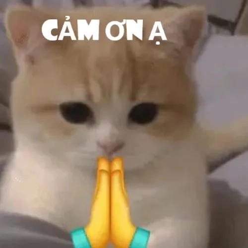 110+ Meme Cảm Ơn cute dễ thương và hài hước để thể hiện lòng biết ơn chân thành