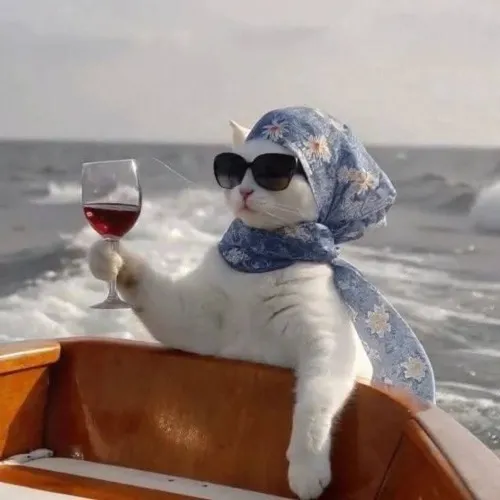 Ảnh trang cá nhân avatar mèo vô tri gợi đứng ngoài cuộc chơi hài hước