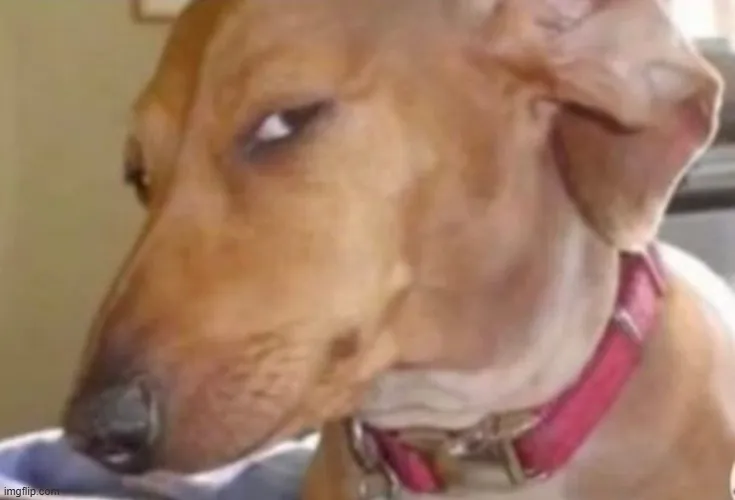 Ánh nhìn chú chó nghi ngờ nhưng kèm theo sự hóm hỉnh