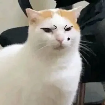 Mèo liếc lạnh lùng kèm nụ cười gượng trông cực troll