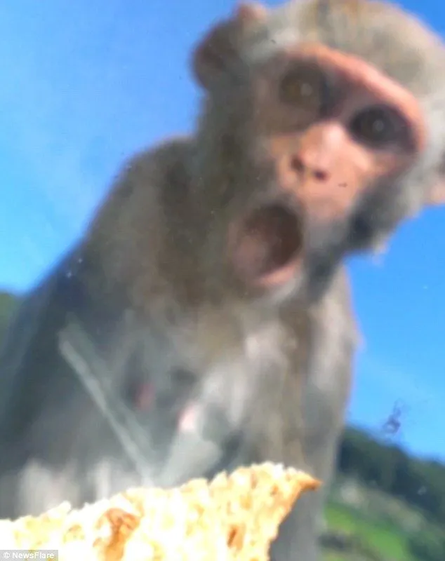 Hình ảnh khỉ con bất ngờ há hốc mồm, gương mặt đỏ rực