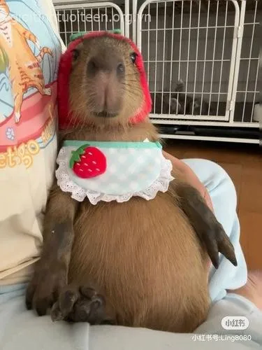 Meme capybara mang gương mặt vô vị.