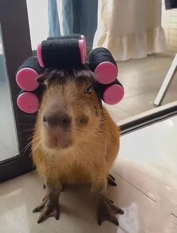 Meme capybara vô tri với ánh mắt đơ cực ngáo.