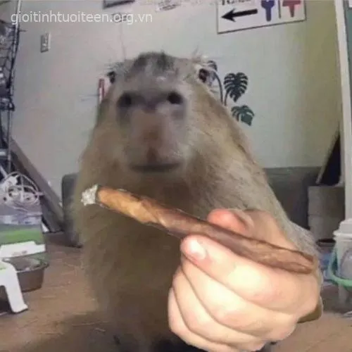 Ảnh chế capybara vô tri ngồi suy tư kiểu “ủa gì zạ”.