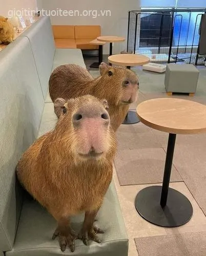 Hình ảnh capybara thần thái lạnh tanh.