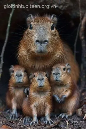 Capybara meme mang biểu cảm tẻ nhạt.