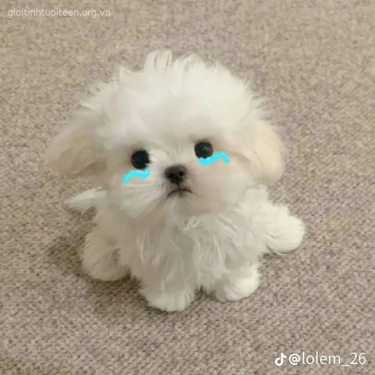 Ảnh chó con Chihuahua dễ mến ngồi gọn trong tay.