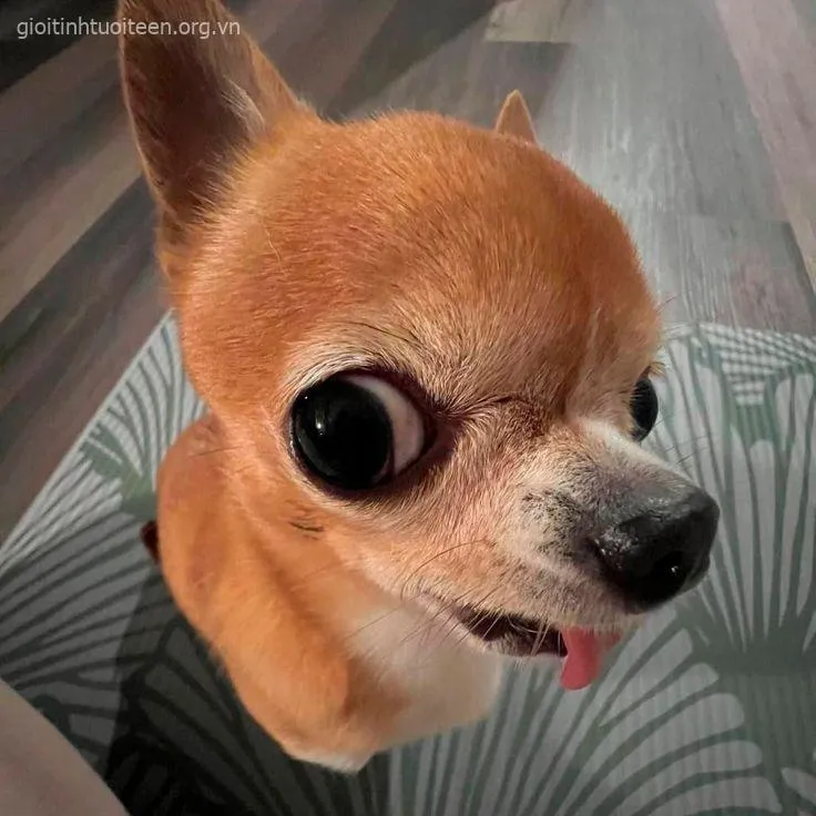 Meme chó con bá đạo với dáng ngồi khó đỡ.