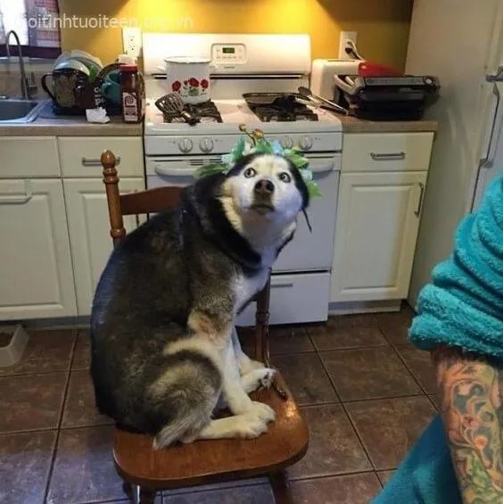 Meme chó con Corgi hớn hở quẫy đuôi chào chủ.