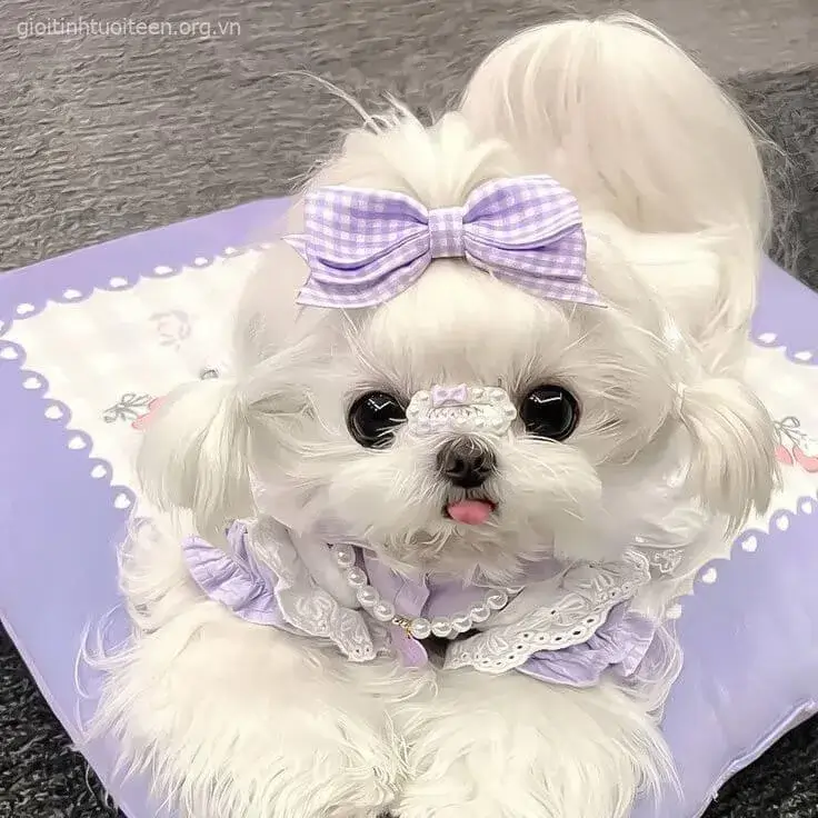 Ảnh chó con vui tươi với nụ cười rạng rỡ.