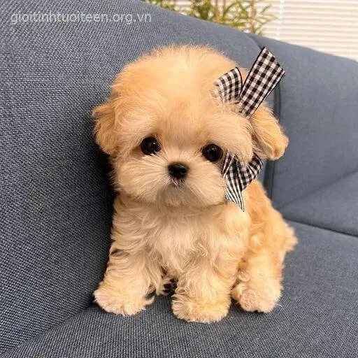 Hình chó con ngây thơ nhìn đời với ánh mắt trong veo.