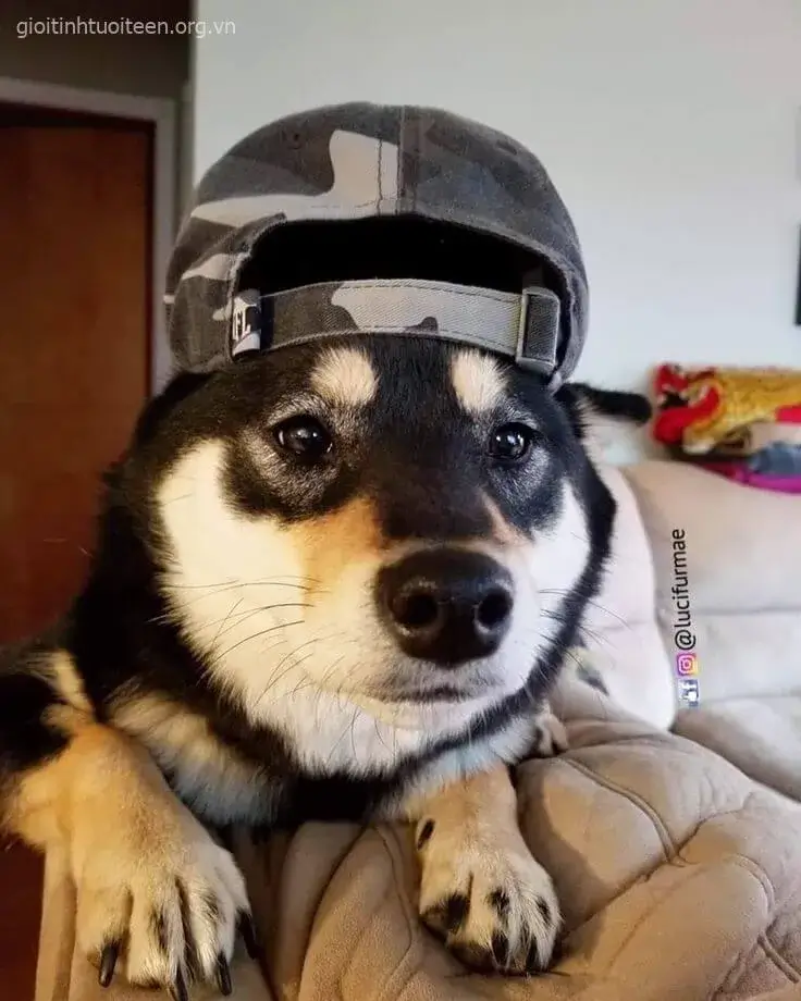 Meme chó con Golden láu cá giả vờ buồn ngủ.