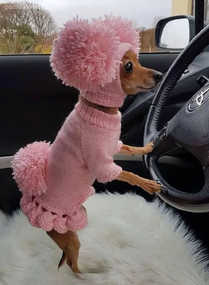 Meme chó con dí dỏm với biểu cảm hài khó tả.