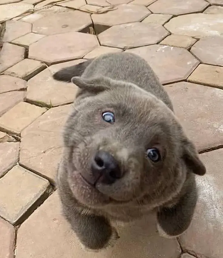 Hình chó con Husky bá đạo với biểu cảm troll.