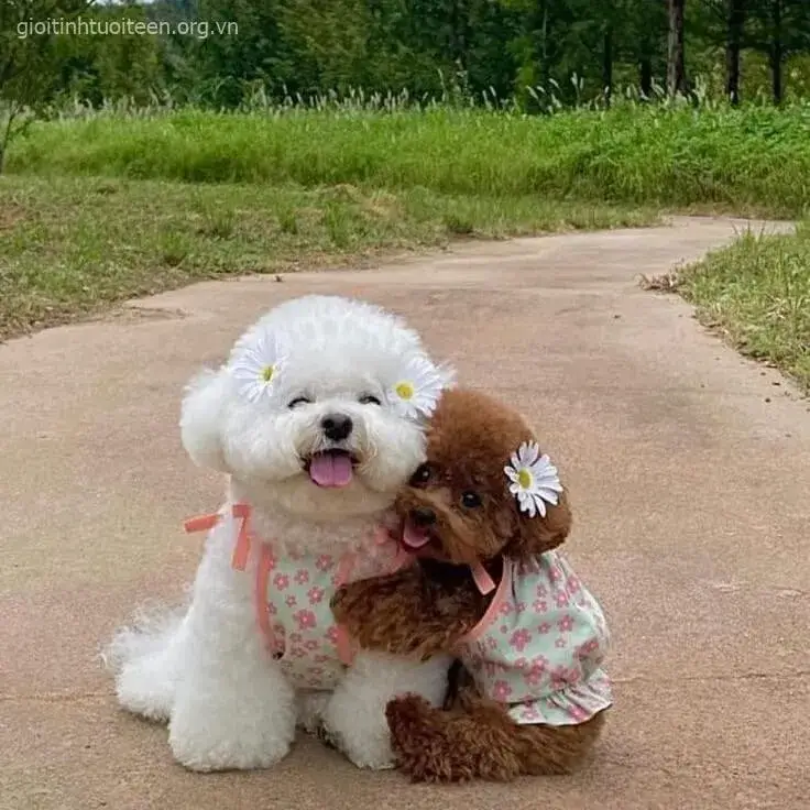 Ảnh chó Poodle nhỏ nhắn ôm gối cực kỳ đáng yêu.