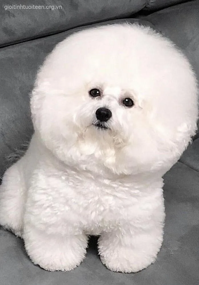 Meme chó con Samoyed dễ cưng với nụ cười rạng rỡ.