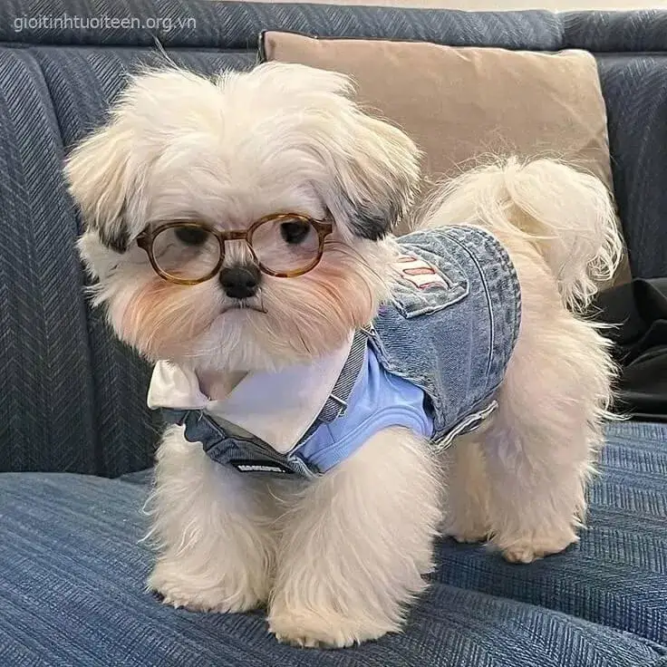 Meme chó con cute vô đối, nhìn là cười ngay.