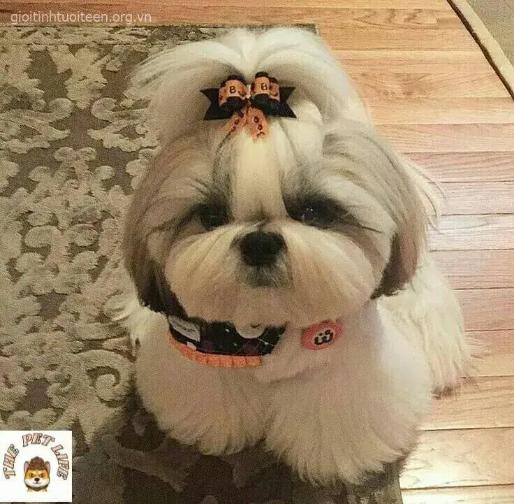 Meme chó con hồn nhiên ngơ ngác cực hài hước.