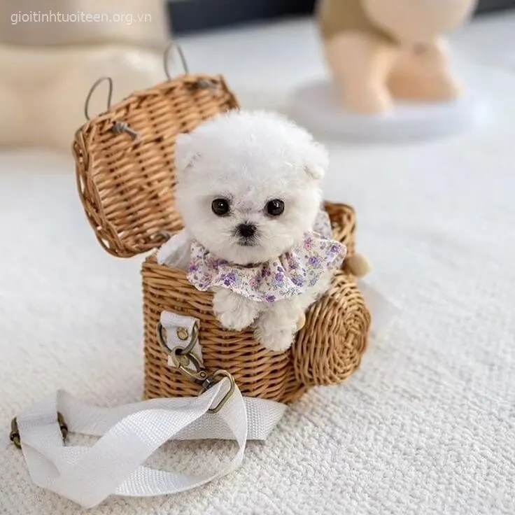 Meme chó con Golden tinh khôi nằm trên thảm trắng.