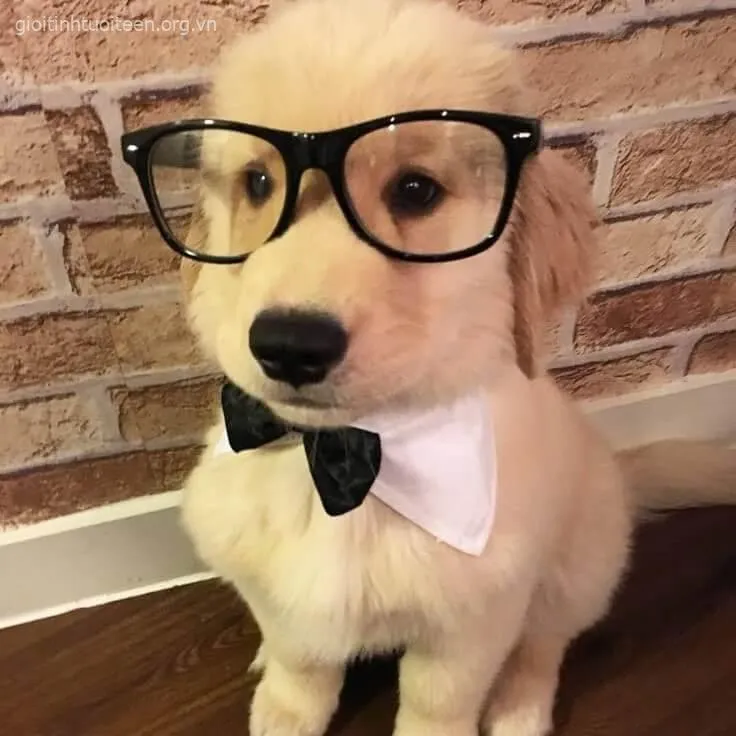 Meme chó con Corgi duyên dáng mặc áo len đỏ.