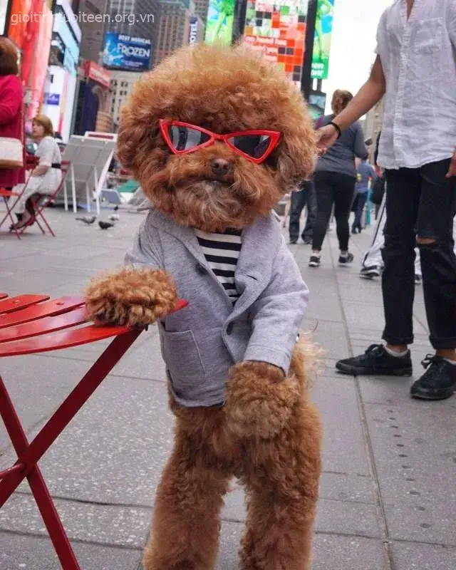 Meme Poodle con hiếu động