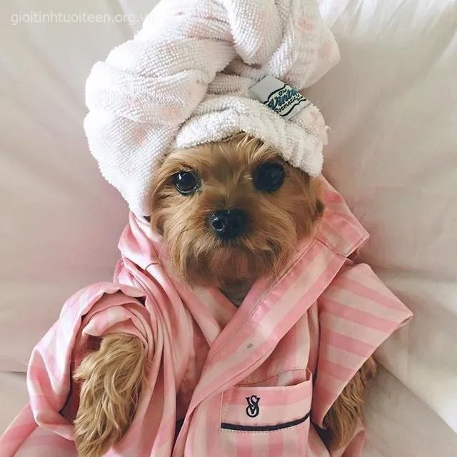 Meme chó con Poodle hiền lành nằm ngủ say.