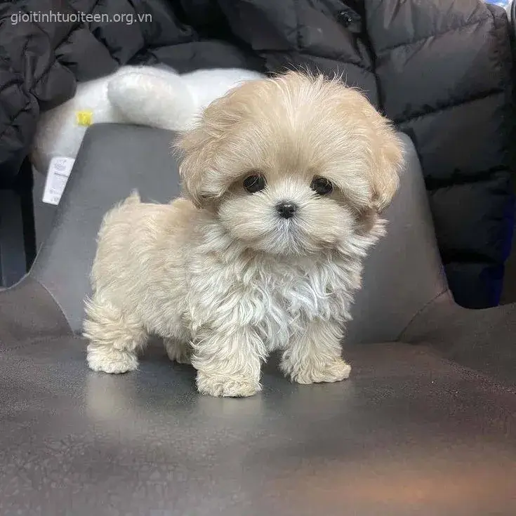 Meme chó con Poodle ngây thơ nhìn bằng đôi mắt trong veo.