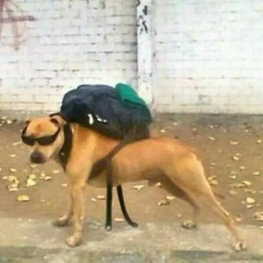 Ảnh chó bựa hài hước, cười mỉm cực tinh nghịch.