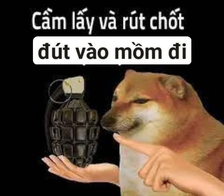 Meme chó vui nhộn, ánh nhìn lém lỉnh nhây bựa.