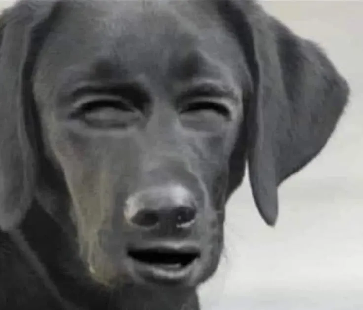 Meme hài chó đen gương mặt khó hiểu, ngơ ngác - Nguồn ảnh: Selfish Meme