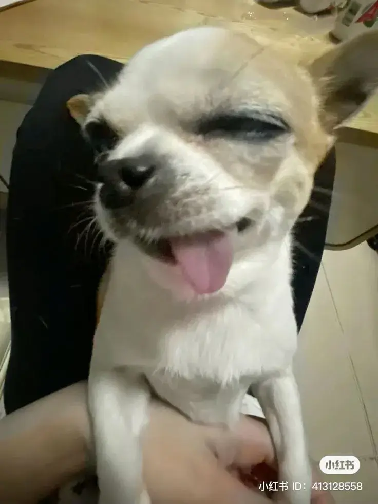 Meme chó liếc chua ngoa, biểu cảm đầy sự mỉa mai