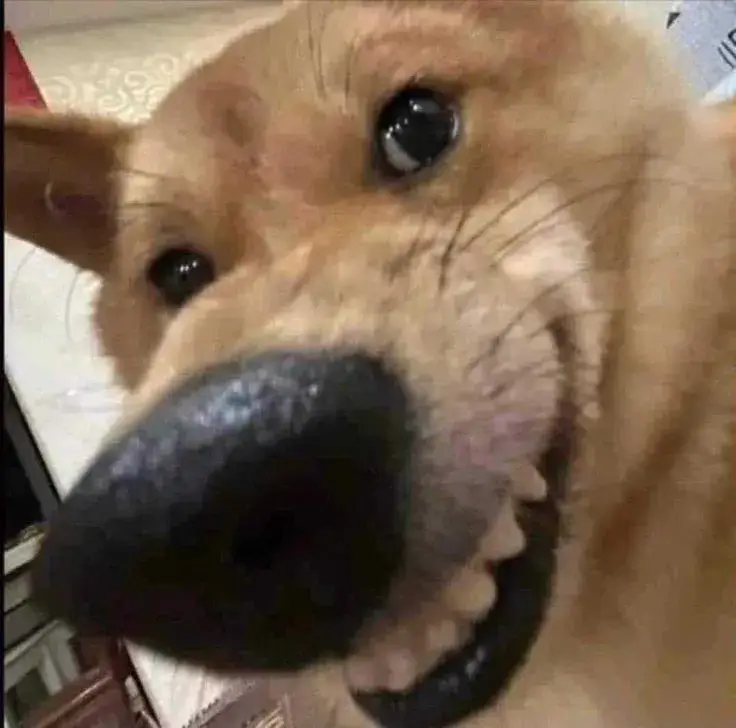 Meme chó lườm kịch tính, ánh mắt đầy sự nghi ngờ