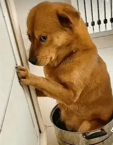 Chó liếc mắt nhìn chủ, tỏ vẻ hối lỗi