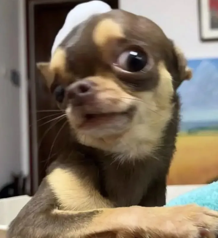 Chihuahua liếc lạnh lùng, trông như đang dè bỉu ai đó