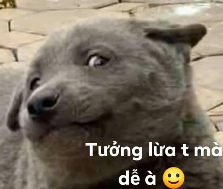 Chó liếc mắt bực bội, vừa đáng ghét vừa buồn cười