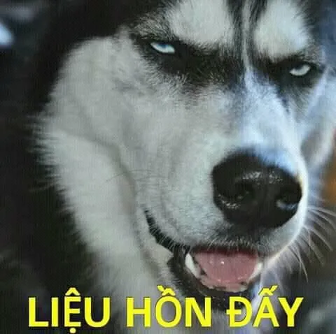 Meme Husky lườm cay cú, ánh mắt khinh khỉnh khó tả