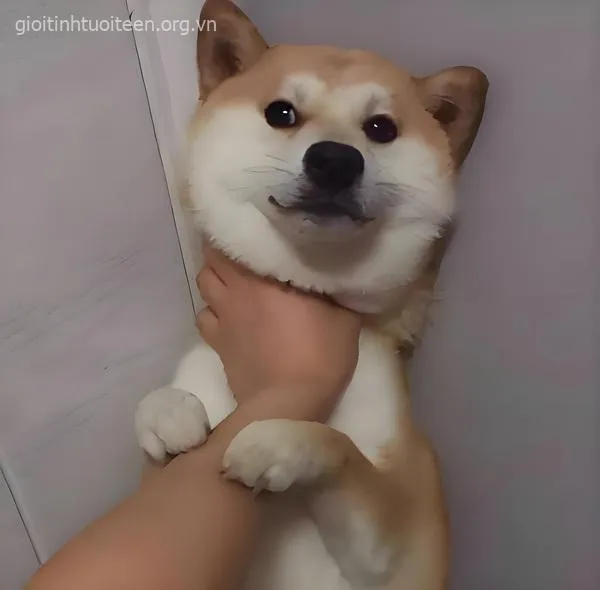 Meme chó bị siết cổ lè lưỡi cực thú vị.