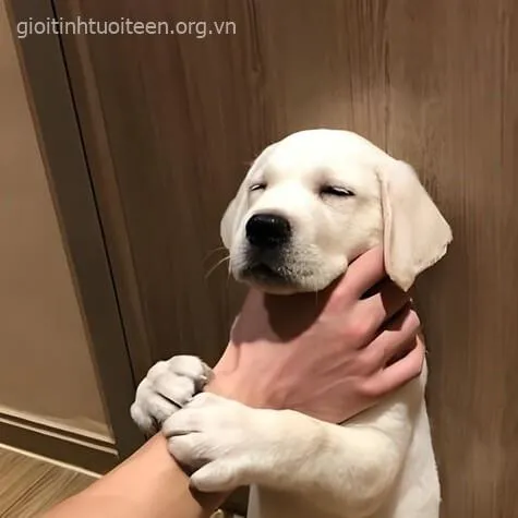 Ảnh chế chó bị bóp cổ trở thành meme cộng đồng.