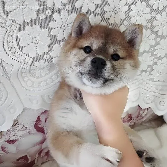 Meme chó bị bóp cổ với biểu cảm ngộ nghĩnh.