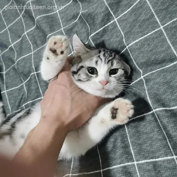 Ảnh chế mèo troll bạn bè bằng cảnh bóp cổ bá đạo.